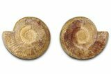 Cut & Polished Jurassic Ammonite (Perisphinctes) Fossil #336418-1
